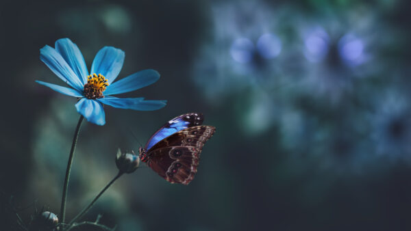 Wallpaper Blur, Brown, Background, Black, Bud, Desktop, Mobile, Butterfly, Design, Dots, Blue, Flower