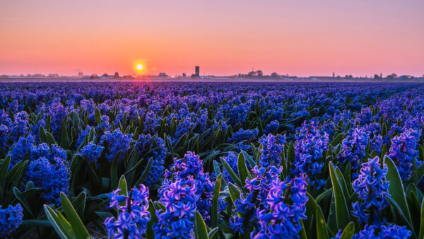 Wallpaper Field, Mobile, During, Hyacinths, Violet, Beautiful, Sunset, Desktop, Flowers