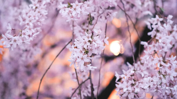 Wallpaper Flowers, Pink, Blossom, Petals, Branches, Desktop, Mobile