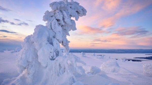 Wallpaper Horizon, Tree, Under, Desktop, White, Sea, Sky, Winter, Blue, Snow, Landscape, New, Covered