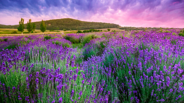 Wallpaper Lavender, Light, Desktop, Field, Purple, Mountains, Sky, Mobile, Background, Flowers, Landscape, Pink, And, Clouds