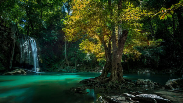 Wallpaper Beautiful, Green, Leafed, Waterfall, Nature, Pouring, Surrounded, Forest, Trees, River, Desktop