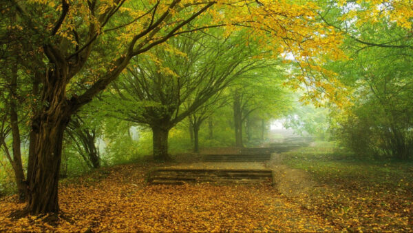 Wallpaper Nature, Trees, Autumn, Path, Leaves, Green, Steps, Yellow, Fallen, From, Covered
