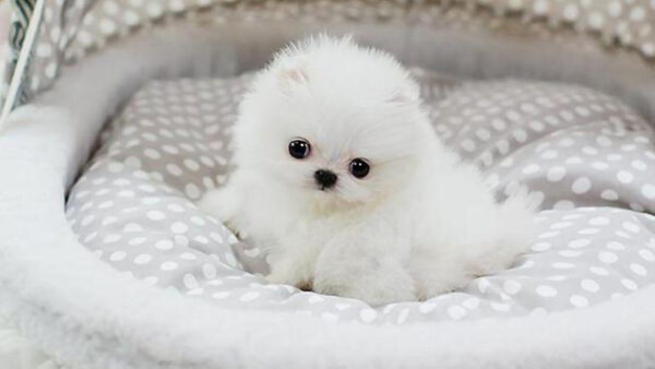 Wallpaper Puppy, White, Cloth, Dog