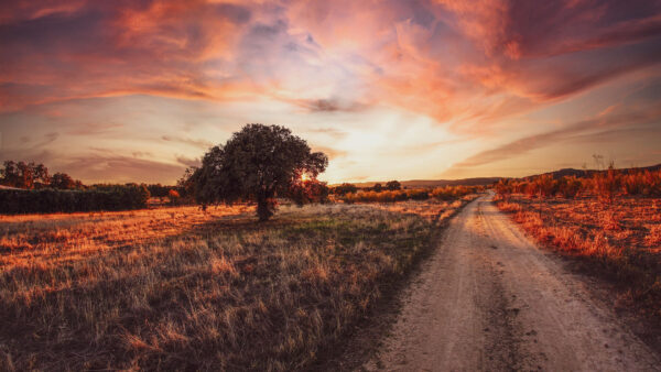 Wallpaper During, Dry, Grass, Desktop, Nature, Between, Path, Sunrise