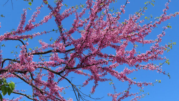 Wallpaper Blossom, Desktop, Background, Blue, Pink, Sky, Tree, Flowers, Branches, Mobile, Spring