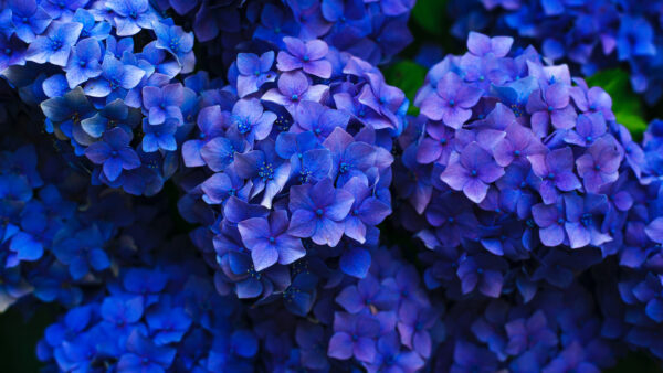 Wallpaper Floral, Flowers, Purple