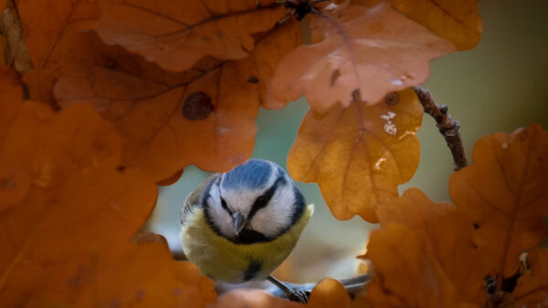 Wallpaper Leaf, Titmouse, Focused, Birds, Desktop, Gap, From