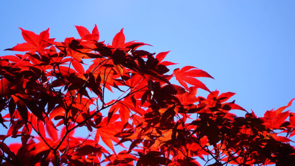 Wallpaper Leaves, Mobile, Desktop, Under, Blue, Bush, Red, Nature, Branches, Sky