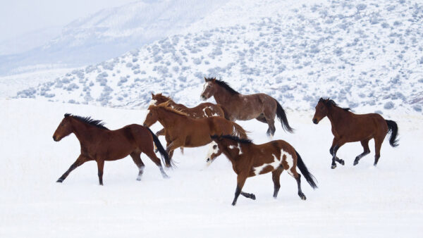 Wallpaper Are, Snow, Horses, Brown, Horse, Running, Desktop, Covered, Hills