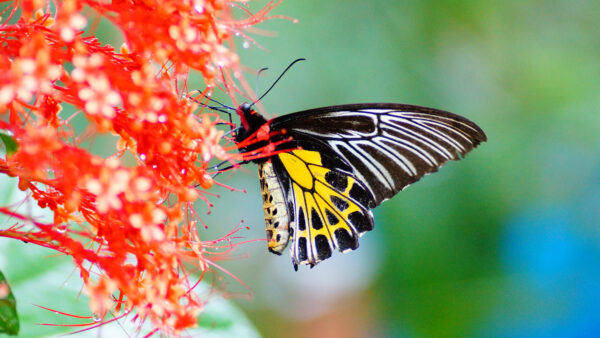 Wallpaper Design, Background, Black, Red, Butterfly, Green, Yellow, Flowers, Blur