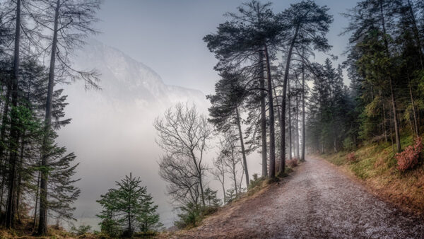Wallpaper Mountains, Between, Background, Scenery, Green, Fog, Path, Nature, Trees, With, Road