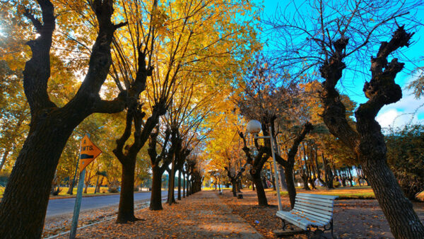 Wallpaper Garden, Nature, Blue, Trees, Sky, Autumn, Under, Beautiful, Yellow, Park, Bench, Wood