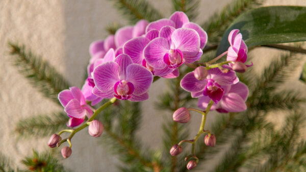 Wallpaper Orchid, Pink, Flowers, Branches