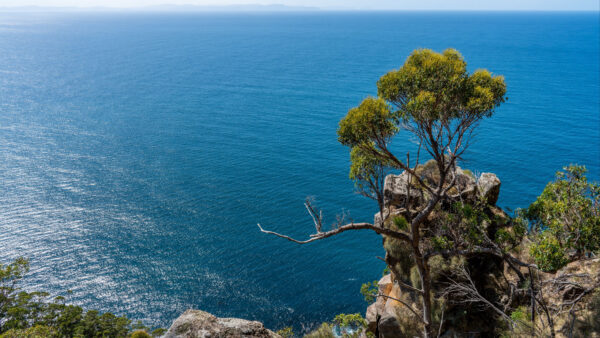 Wallpaper Trees, Stones, Nature, Scenery, Branches, Ocean, Beautiful, Background, Rocks