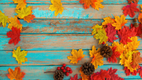 Wallpaper Blue, Wooden, Yellow, Nature, Leaves, Background, Board, Red, Autumn