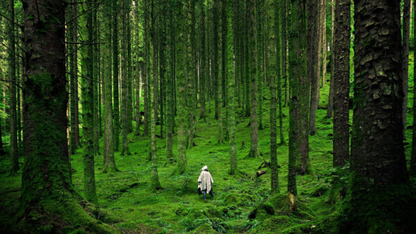 Wallpaper Algae, Forest, Alone, Man, Trees, Green, Grass