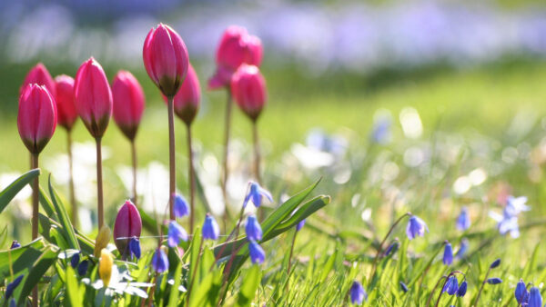 Wallpaper Tulips, Spring, View, Green, Blur, Closeup, Desktop, Grasses, Background, Pink