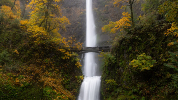 Wallpaper Nature, Yellow, Leaves, Waterfalls, Landscape, Mobile, Green, Background, Desktop, View, Trees, Bridge, Forest