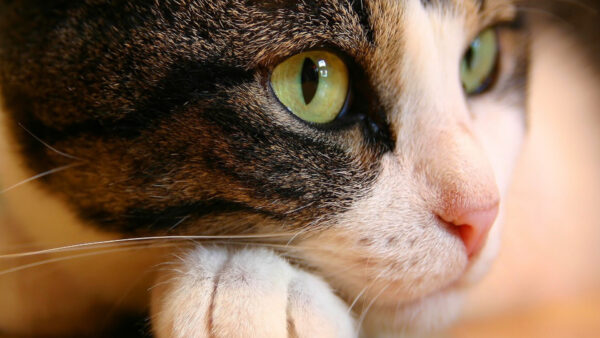 Wallpaper Green, With, Cat, Eyes, Closeup, Desktop