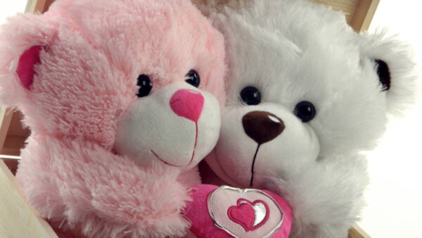 Wallpaper Teddy, Bear, Pink, White, Bears