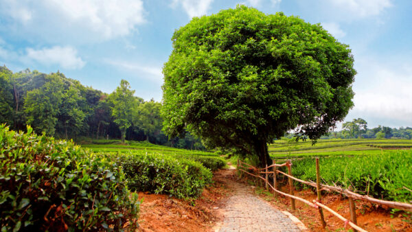 Wallpaper Background, Scenery, Sky, Blue, Nature, Trees, Grass, Fence, Bushes, Beautiful, Forest, Wood