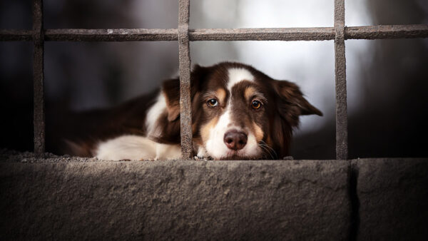 Wallpaper Putting, WALL, White, Dog, Head, Concrete, Black, Brown