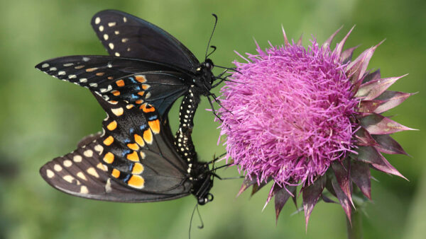 Wallpaper Two, Butterfly, Yellow, Black, Dots, Flowers, Background, Green, Purple