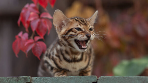 Wallpaper Cat, Brown, Face, Background, Blur, Kitten, Angry, Black