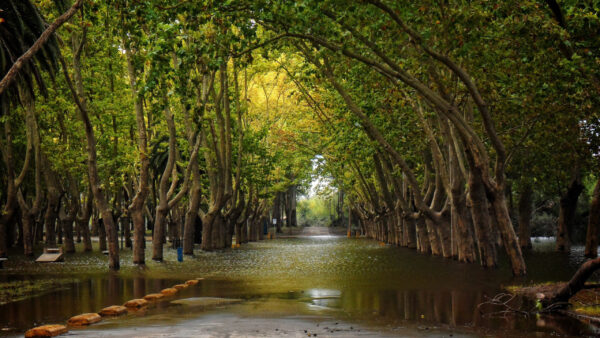 Wallpaper Trees, Green, Road, Water, Nature, Between, Straight, With, Line