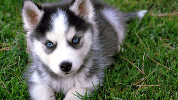 Wallpaper Blue, Green, Eyes, Black, Dog, Grass, Husky, Siberian, White