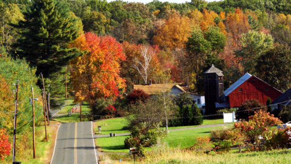 Wallpaper Autumn, Between, Fall, Down, Houses, Bushes, Road, And, Trees, Plants