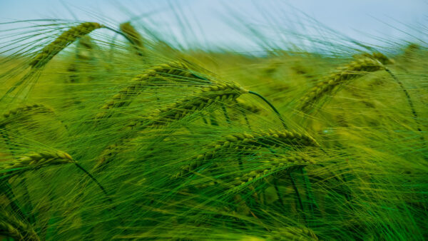 Wallpaper Closeup, Wheat, Sky, Blue, Green, Nature, Field, Blur, Background, View