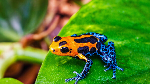 Wallpaper Leaf, Orange, Green, Background, Blue, Frog, Blur