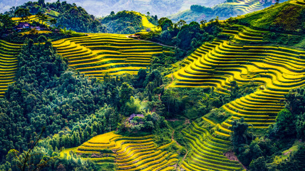 Wallpaper Nature, Aerial, View, Rice, Green, Terrace, Trees