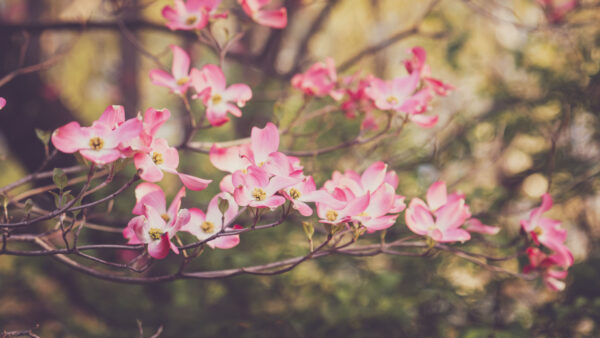 Wallpaper Mobile, Desktop, Pink, Background, Flowers, Dogwood, Blur, Branches, Tree, Petals