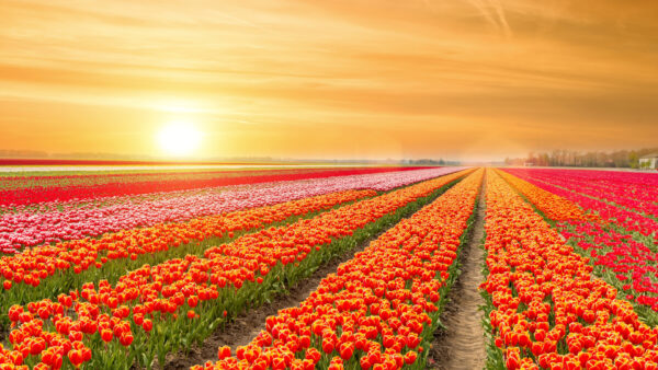 Wallpaper Yellow, During, Field, Pink, Sunrise, Tulip, Red, Flowers