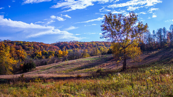 Wallpaper Plants, Field, Clouds, Green, White, Under, Bushes, Blue, Grass, Red, Sky, Autumn, Trees, Yellow