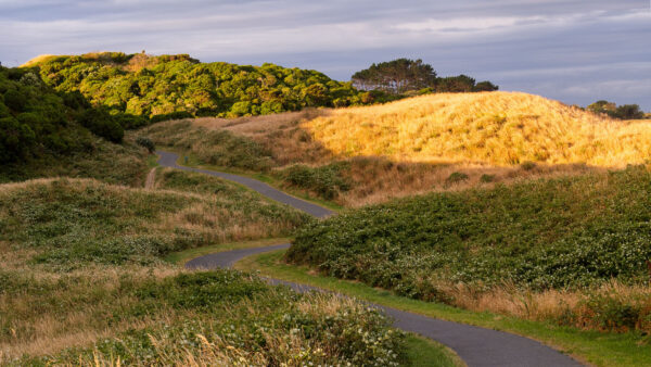 Wallpaper Desktop, Sunrays, Dry, During, Daytime, Blue, Green, Sky, Road, Trees, Between, Nature, White, Flowers, Mobile, Grass