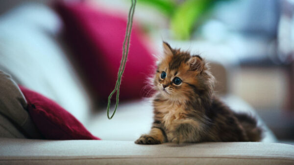 Wallpaper Eyes, Sitting, White, Blue, Blur, Cat, Brown, Background, Kitten, Couch