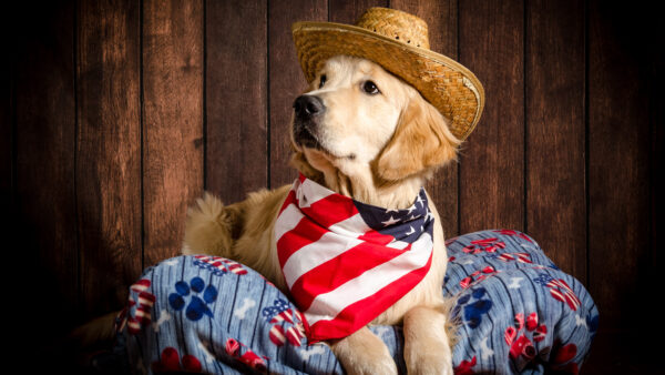 Wallpaper Hat, Sitting, With, Dog, Golden, Retriever, Board, Background, Wood