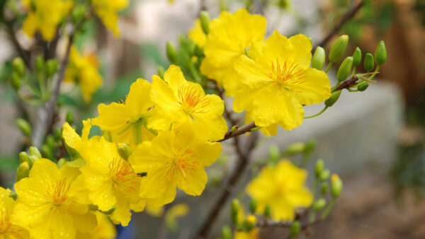 Wallpaper Flowers, Buds, Branches, Yellow, Background, Tree, Blur