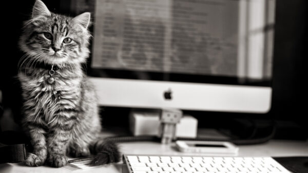 Wallpaper Image, Black, Cat, White, Monitor, And, Sitting, Kitten, Near, Cute, Desktop