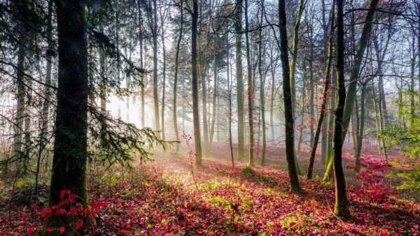 Wallpaper With, Sunbeam, Background, Leaves, Trees, Red, Autumn, Forest, Green