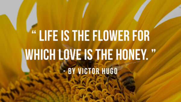Wallpaper Life, Which, Honey, Flower, For, The, Love, Inspirational
