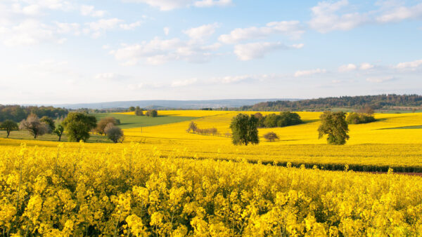 Wallpaper Green, Forest, Field, Bushes, White, Rapeseed, Sky, Under, Flowers, Clouds, Blue, Yellow, Trees