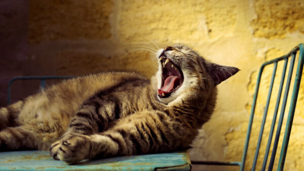 Wallpaper Lying, Open, Mouth, Funny, Wood, Down, Table, With, Cat