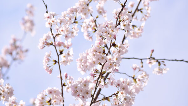 Wallpaper Mobile, Pink, Sakura, Flowers, Sky, Blur, Desktop, Background, Blue, Blossom, Petals