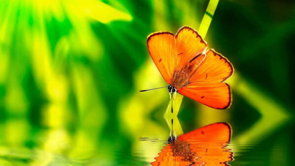 Wallpaper Reflection, Butterfly, Beautiful, Background, Orange, Water, Green