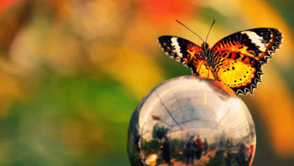 Wallpaper Background, Lines, Butterfly, Metal, Black, Red, Dots, Yellow, Design, Colorful, Ball